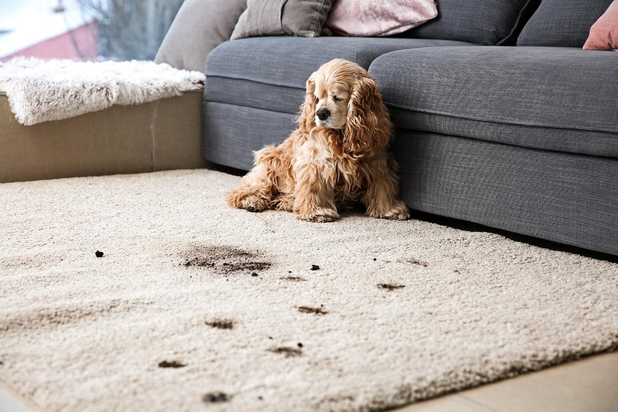 Dog with muddy paws on carpet